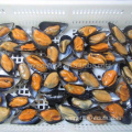 cheap shellfish frozen fresh half shell mussel meat